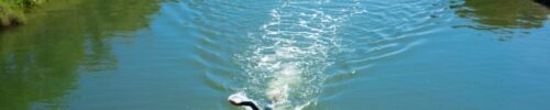 Open Water Swimming